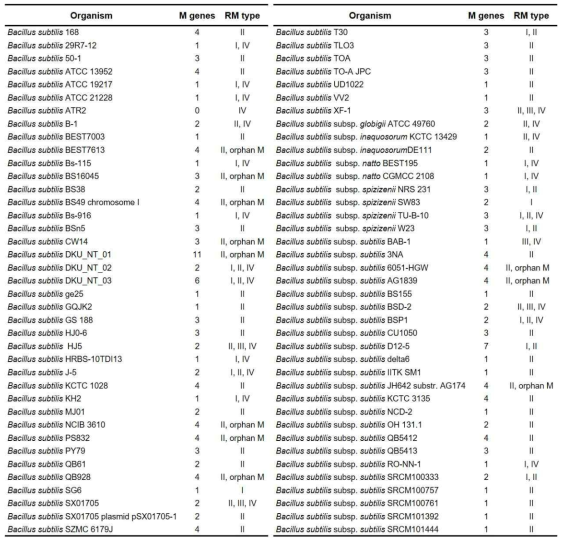 B. subtilis의 R-M 시스템 확인