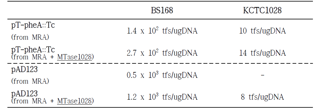 B. subtilis 168과 KCTC1028에서 형질전환 효율 검정