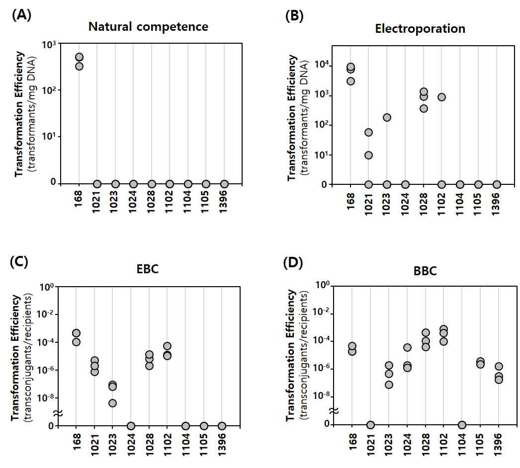 야생형 B. subtilis 균주에서 여러 형질전환 방법에 따른 효율 비교. x축에서 168은 B. subtilis 168을, 나머지 숫자는 KCTC에서 분양받은 균주 번호를 의미함