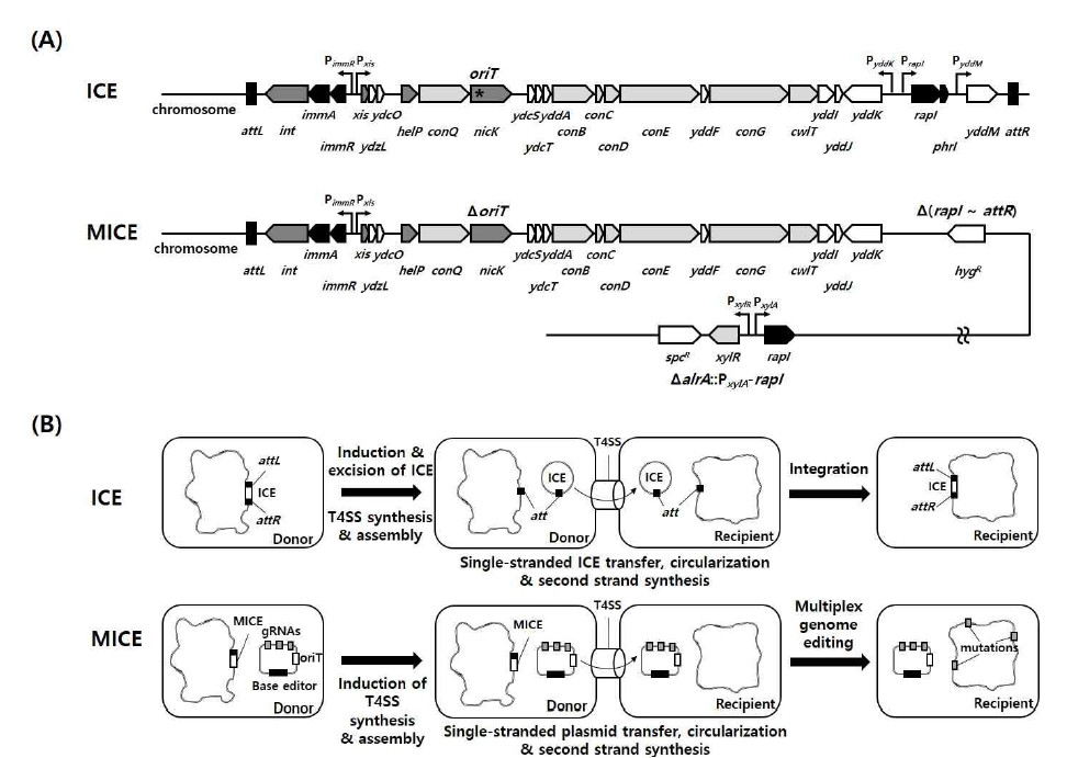 MICE 시스템 모식도. (A) ICE와 MICE의 유전적 인자 비교. (B) ICE와 MICE의 DNA 전달 기작