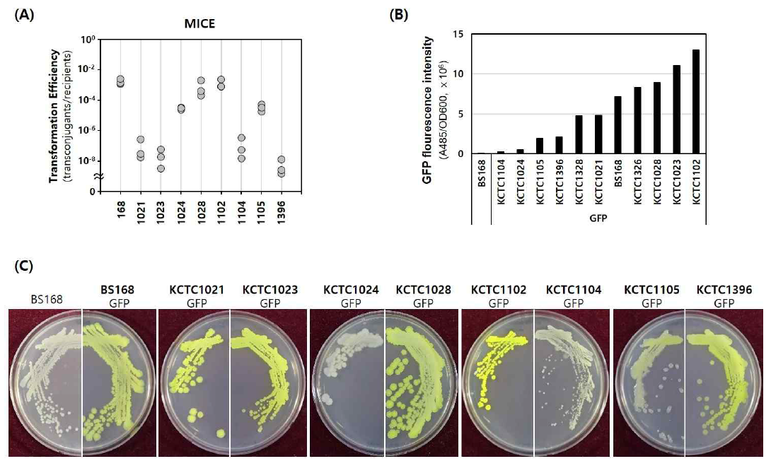 (A) MICE 형질전환 효율 확인 및 (B, C) 야생형 B. subtilis 균주들의 GFP 활성 비교