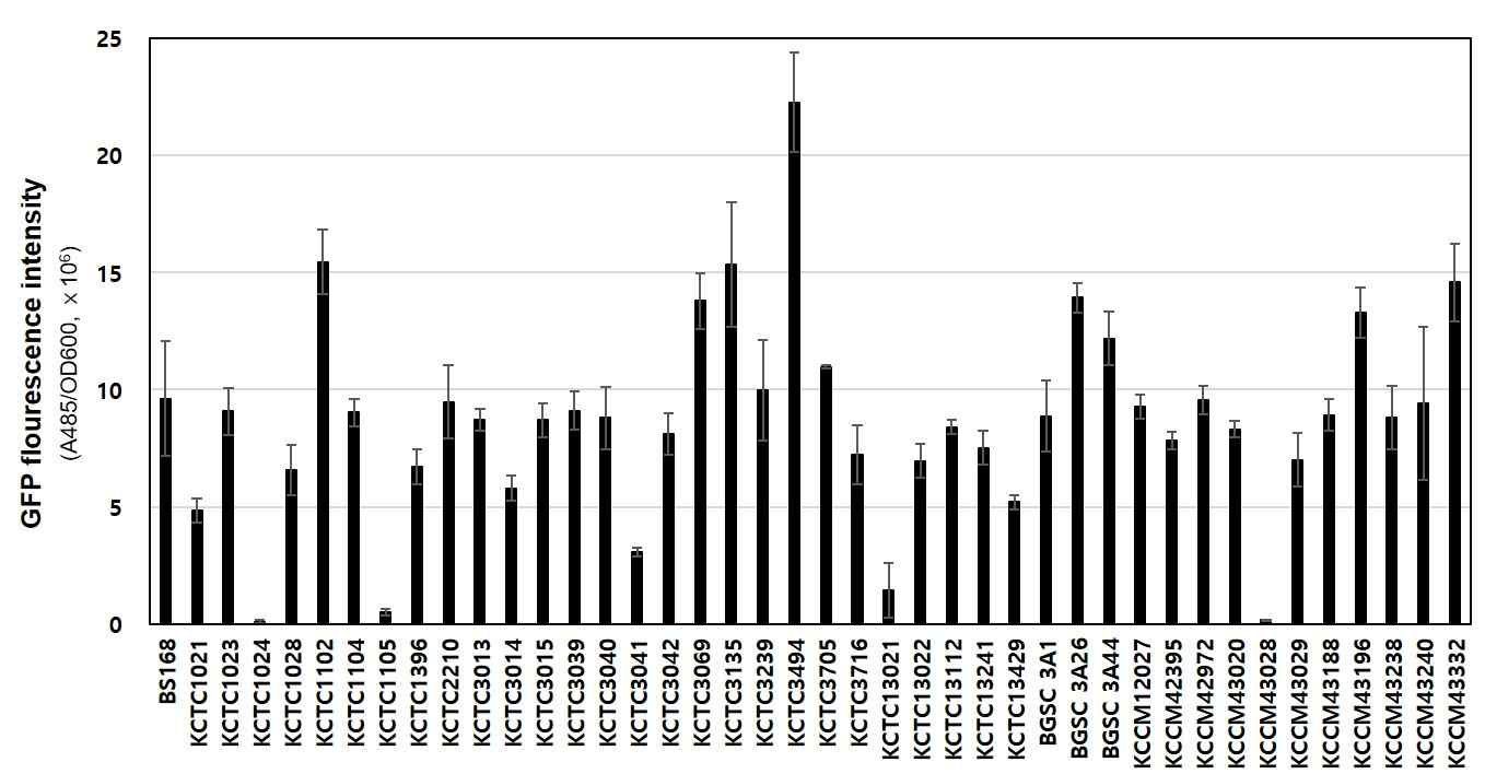 야생형 B. subtilis 균주에서 GFP 발현 확인