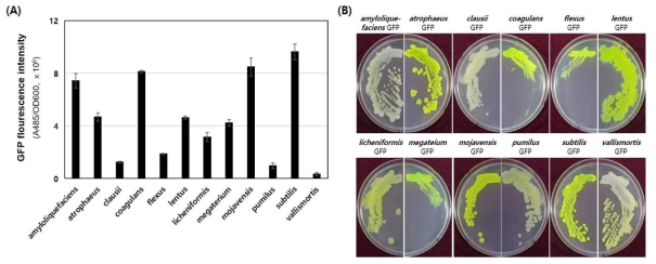 QPS Bacillus 균주들에서 GFP 활성 확인