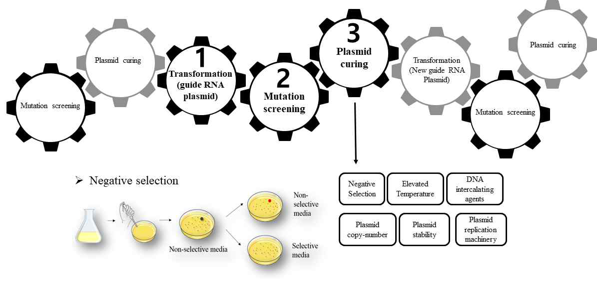 CRISPR-Cas9을 사용한 multiple gene editing 과정