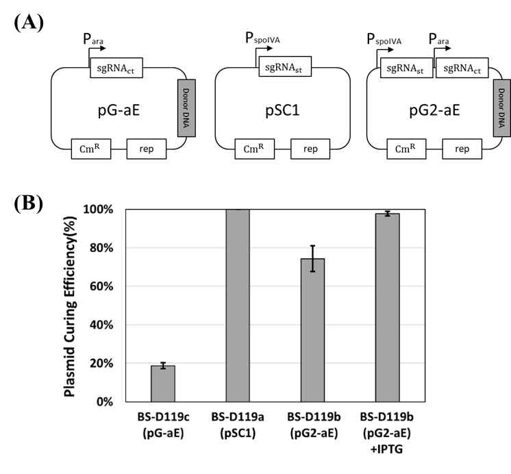 Self-targeting gRNA에 의한 plasmid self-curing 효율 확인 (A) Self-curing 검증을 위해 제작된 플라스미드. sgRNAst과 sgRNAct는 각각 self-targeting, chromosome-targeting을 위한 sgRNA를 의미함. (B) 플라스미드 curing 효율 확인