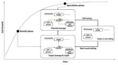 B. subtilis에서 연속적인 genome editing 모식도