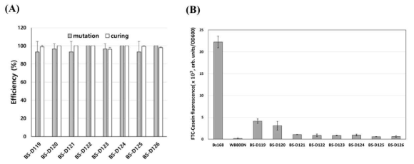 Programmed gRNA removal system을 이용한 B. subtilis에 있는 8개의 세포 외 단백질 분해 효소 (extracellular protease)의 순차적인 유전자 결실 (A) Mutation 및 plasmid curing 효율 확인 (B) FTC-casein을 이용한 protease assay 결과
