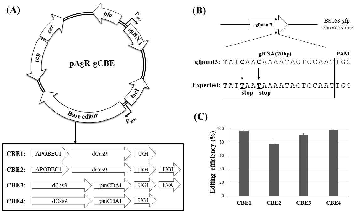 B. subtilis을 위한 cytosine base editor (CBE) 시스템 개발 (A) 최적화된 CBE 선별을 위한 제작된 네 종류의 플라스미드 (B) CBE 효율 검증을 위한 GFP 형광 유전자 표적 gRNA 설계 (C) 각 CBE 플라스미드의 효율 확인