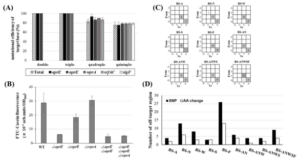 CBE4 매개 multiplex genome editing의 효율 및 off-target 영향 (A) 다중 동시 표적에 따른 돌연변이 효율 확인 (B) Protease 표적 균주에 대한 protease assay 결과 (C) CBE4에 의해 제작된 돌연변이 균주 genome 내의 nucleotide 변화 확인 (D) 돌연변이 균주별 off-target에 따른 유의미한 아미노산 변화의 수