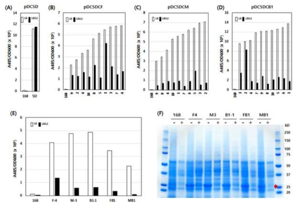 CRE 염기 서열을 포함하는 cry3Aa 프로모터 변이체들을 도입시킨 Bacillus 균주의 GFP 발현양 비교. (A) pDC5D: CRE 염기서열을 포함하지 않는 cry3Aa 프로모터, (B) pDC5DCF: –35 앞에 CRE 염기 서열이 위치한 cry3Aa 프로모터, (C) pDC5DCM: –35과 -10 사이에 CRE 염기 서열이 위치한 cry3Aa 프로모터, (D) pDC5DCB1: –10 뒤에 1개의 CRE 염기 서열이 위치한 cry3Aa 프로모터, (E) FB1; pDC5DCF-4와 pDC5DCB1-1의 CRE 염기 서열을 합친 cry3Aa 프로모터, MB1; pDC5DCM-3과 pDC5DCB1-1의 CRE 염기 서열을 합친 cry3Aa 프로모터를 의미함. LBG2; 2% 포도당이 첨가된 LB 배지를 의미함. (F) 단백질 전기영동으로 각 형질전환체들의 GFP 발현량을 확인하였음. -; 포도당 무첨가, +; 포도당 첨가를 의미함