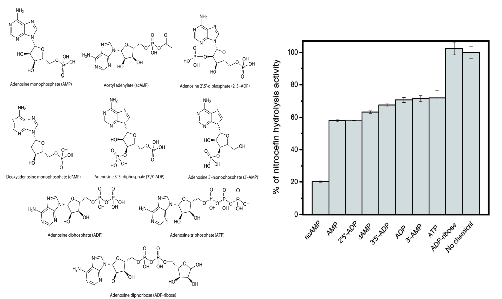 리보스 유사 대사산물들 (좌)에 대한 β-lactamase의 활성 저해 효과 그래프 (우) [대사산물 농도 : 2mM]