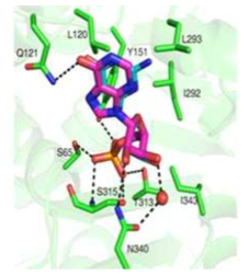 IMP가 결합한 CMY-10의 효소 활성 부위 구조