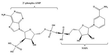 Adenosine계열 dinucleotide인 NADPH의 구조