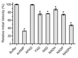 Dinucleotide물질들에 의한 AmpC BER의 효소 활성 저하 그래프