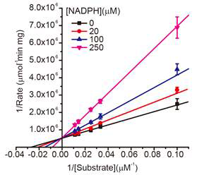 NADPH 농도에 따른 AmpC BER의 효소동력학적 실험