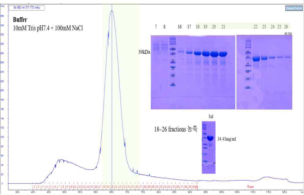 MycoC Ni-NTA 친화성 크로마토그래피 SDS-PAGE 결과