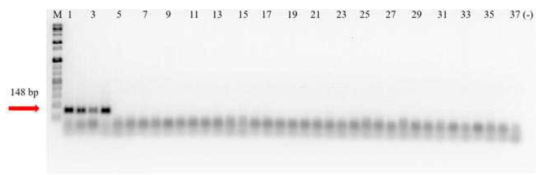 F. nucleatum subsp. nucleatum의 특이 서열 정보를 이용한 유전자 증폭 결과. Lane M, Size marker (1 Kb Plus DNA Ladder, Invitrogen); lanes 1-37 listed 표 3. Lane 38, DW