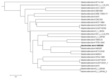 파마바이오틱스 후보균주인 B. dorei 종 유전체 기반 계통 분석 (orthoANI)