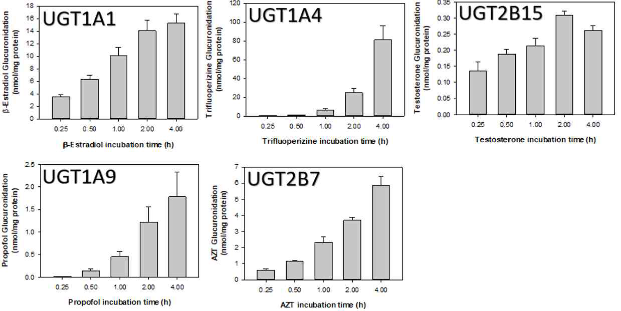 Human primary hepatocytes에서 시간 의존적인 UGT 활성도