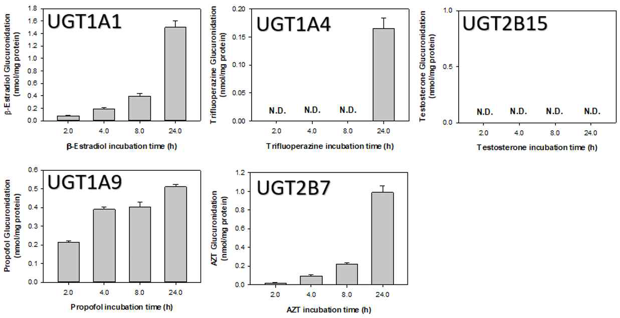 HepG2 세포에서 시간 의존적인 UGT 활성도