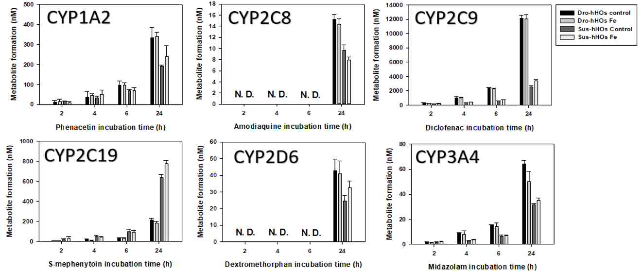 Hepatic ogranoid에서 시간 의존적인 CYP 활성