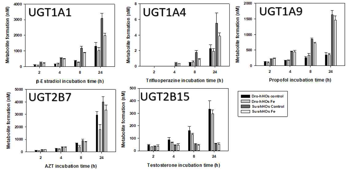 Hepatic ogranoid에서 시간 의존적인 UGT 활성