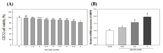 AICAR의 세포생존률(A)과 mRNA expression (B)