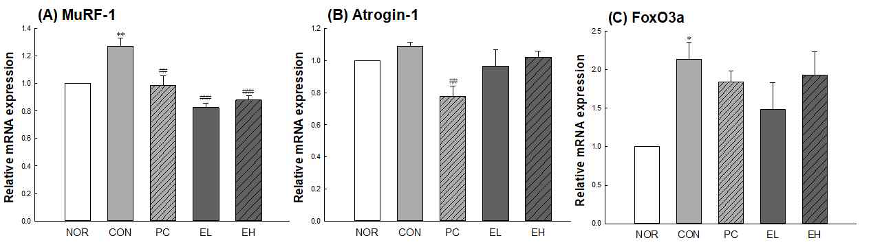 MuRF-1, Atrogin, and FoxO3a의 유전자 발현양 평가