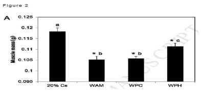 근육량 증가에 효과적인 유청단백 가수분해물(WPH)(출처:Supplementat ion of protein-f ree diet wi th whey protein 3 hydrolysates prevents skeletal muscle mass loss in rats)