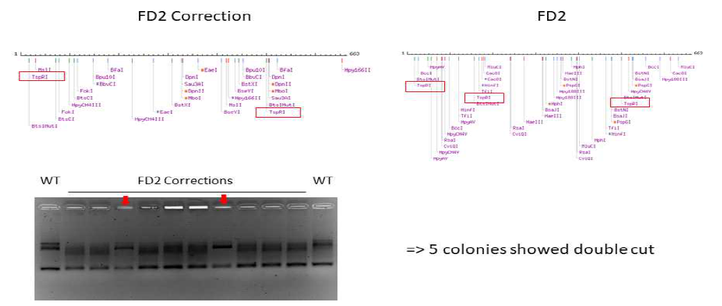 TspR1제한효소 처리를 통한 FD2 환자의 GLA 돌연변이를 교정한 줄기세포주 확인