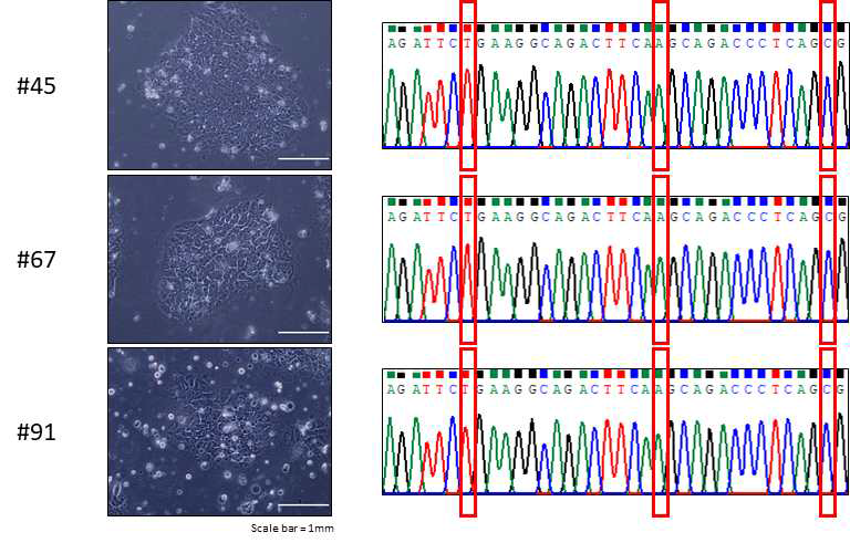 염기서열 분석을 통해 GLA 돌연변이가 교정된 FD2 줄기세포주 확인