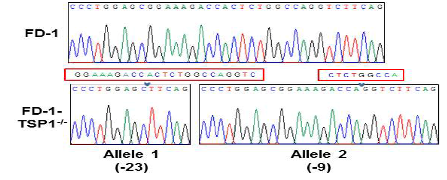 FD1 역분화줄기세포에서 TSP1이 결손된 부분의 염기서열 확인
