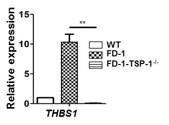 TSP1 결손 FD1 역분화줄기세포로부터 분화한 혈관내피세포에서 TSP1 mRNA 발현 확인