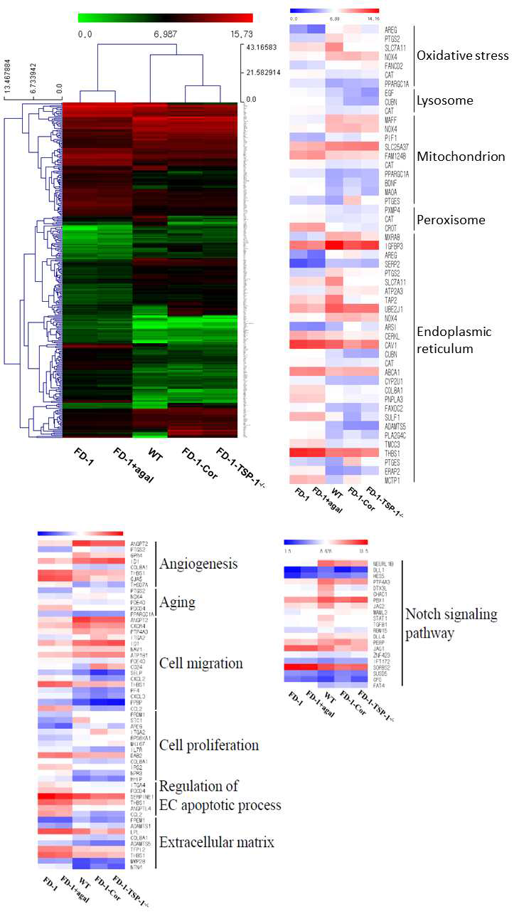 CRISPR-Cas9 기술을 활용해 정상화시킨 파브리병 줄기세포주와 TSP1 결손 FD1 줄기세포주를 포함하여 RNA 염기서열 분석