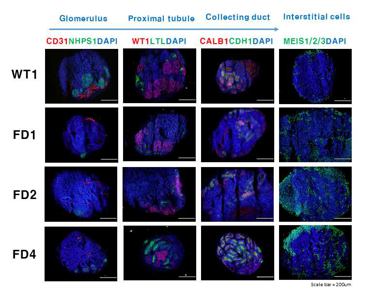 분화된 신장 오가노이드에서 각 세포 특이적 마커들의 발현