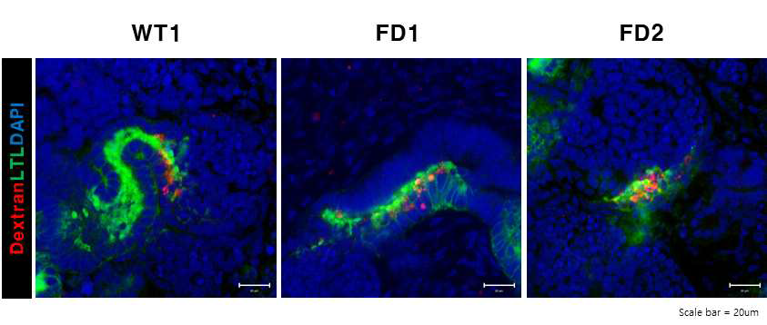 분화된 신장 오가노이드에서 Dextran uptake assay 결과