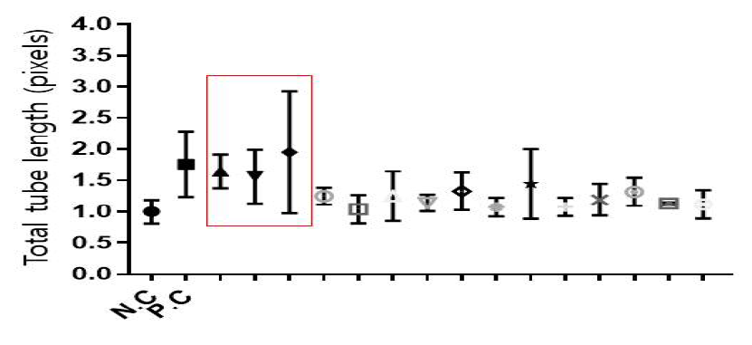 3차 스크리닝 결과 (N.C=negative control, P.C=postivie control). 빨강 네모 안에 있는 신약 약물 후보가 최종적으로 파브리병 혈관병증 치료를 위한 약물로 선정 됨. (농도 : 5um)