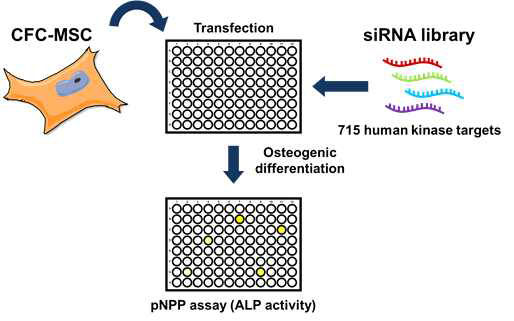 CFC 증후군 역분화줄기세포를 이용한 siRNA 스크리닝