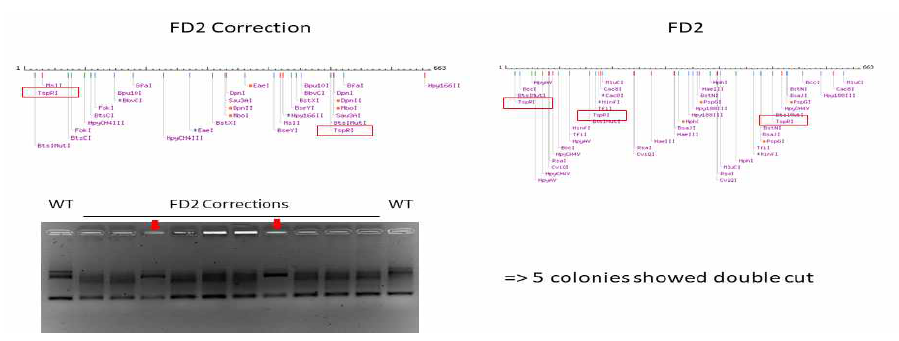 TspR1제한효소 처리를 통한 FD2 환자의 GLA 돌연변이를 교정한 줄기세포주 확인