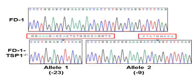 FD1 역분화줄기세포에서 TSP1이 결손된 부분의 염기서열 확인