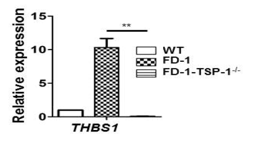 TSP1 결손 FD1 역분화줄기세포로부터 분화한 혈관내피세포에서 TSP1 mRNA 발현 확인