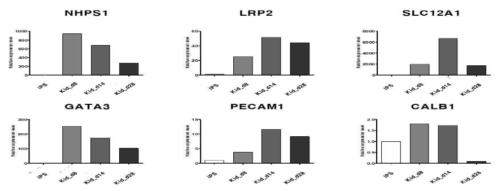 분화된 신장 오가노이드의 네프론 마커들의 (NHPS1, LRP2, SLC12A1, GATA3, PECAM1, CALB1) mRNA발현