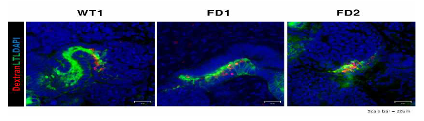 분화된 신장 오가노이드에서 Dextran uptake assay 결과