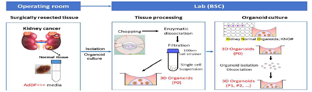 신장 조직에서 직접 획득한 세포를 이용한 3D 신장오가노이드 배양 프로토콜