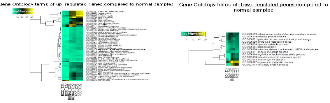 신장 조직 및 신장 조직 유래의 3D 오가노이드에서 RNA seq 결과 비교