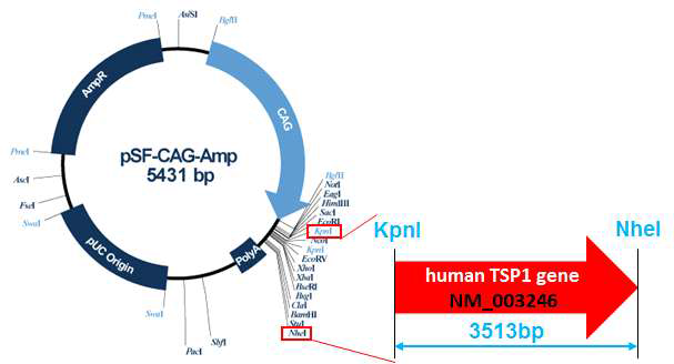 TSP1 유전자 과발현 벡터 디자인