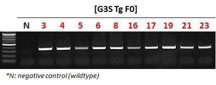 G3S Tg 마우스의 유전형 분석