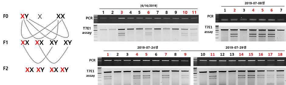 GLA KO 라인구축 전략과 F1세대의 T7E1 assay를 통한 유전형 분석 결과