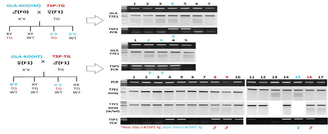 GLA 유전자가 녹아웃되고 TSP1 유전자를 과발현하는 double Tg 마우스 확보