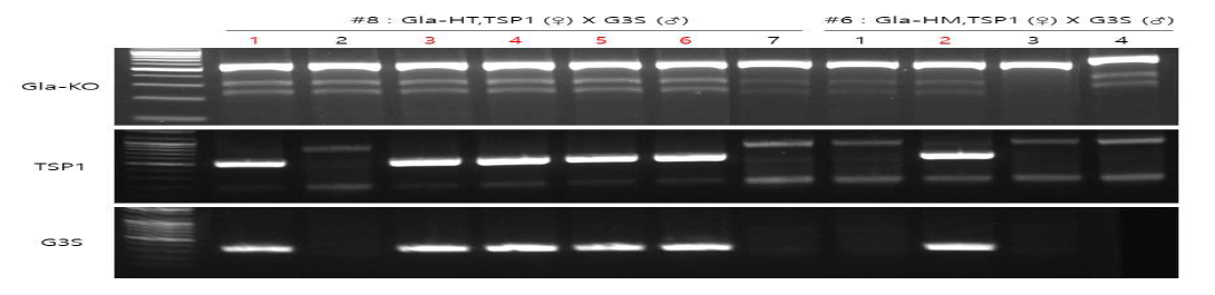GLA 유전자가 녹아웃되고 TSP1, G3S 유전자를 과발현하는 triple Tg 마우스 확보
